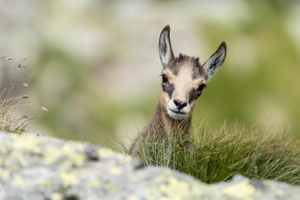 Gams im Wild- & Erlebnispark Ferleiten