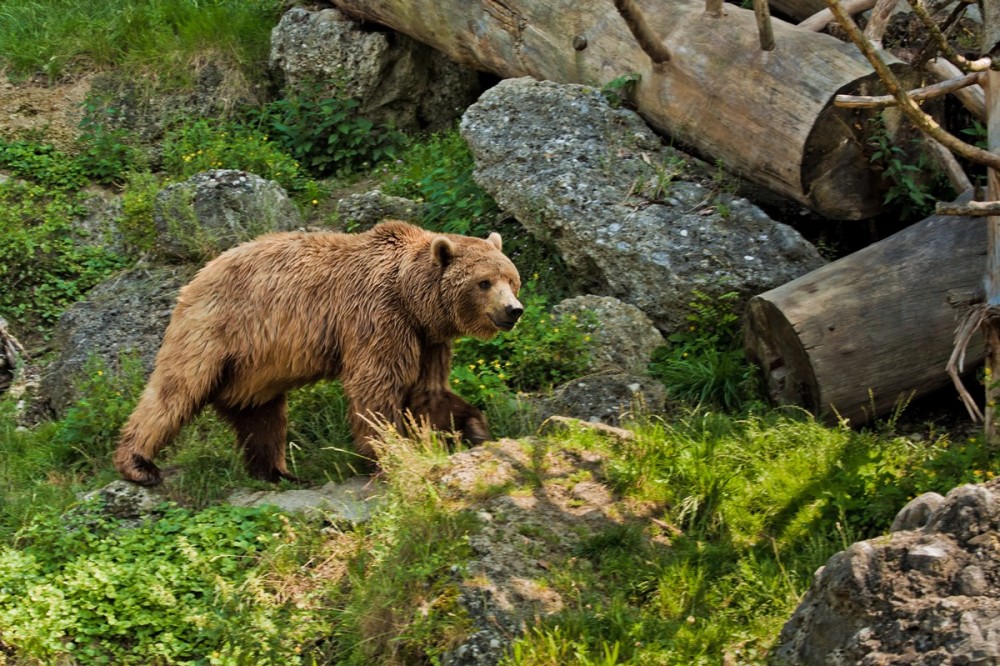 Bär im Zoo Salzburg