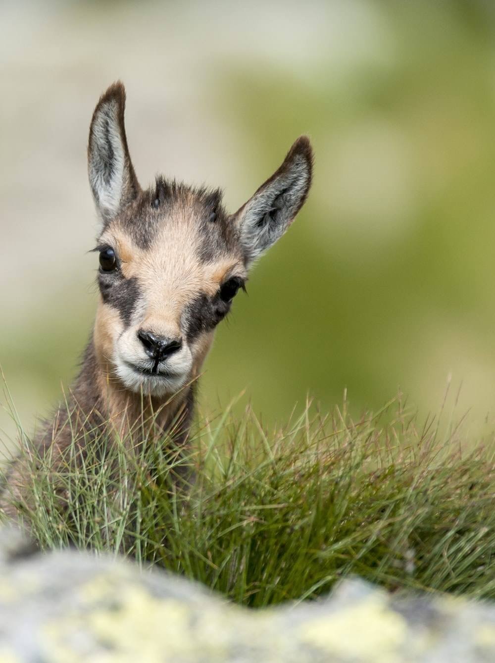 Gams im Wild- & Erlebnispark Ferleiten width=